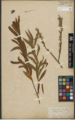 Foto von Salix purpurea L. x Salix viminalis L.